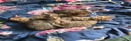 Domestic Shorthair cats for sale: 5 beautiful tabby kittens for Sale!!! - Advert 27