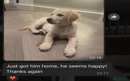 Golden Retriever dogs for sale: Adorable Golden Retriever Puppies  - Image 20