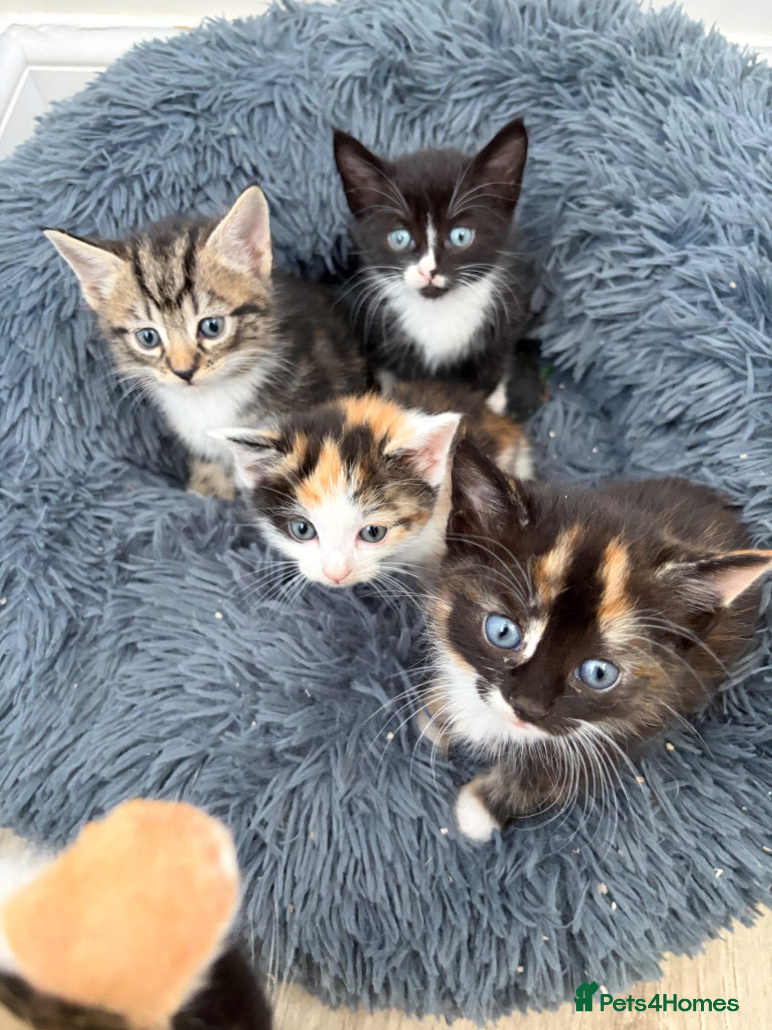Mixed Breed cats Beautiful Tri Colour Calico Tuxedo Tabby Kittens - Advert 1