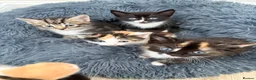 Mixed Breed cats for sale: Beautiful Tri Colour Calico Tuxedo Tabby Kittens - Advert 1