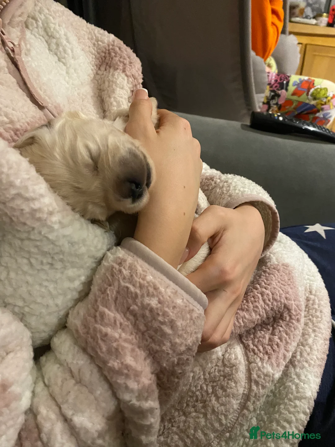 Golden Retriever dogs for sale: Gorgeous Golden Retriever Puppies - Advert 9