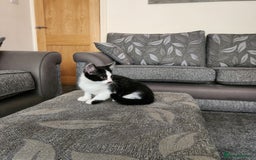 Domestic Shorthair cats for sale: 5 kittens ready for a new home  - Image 14