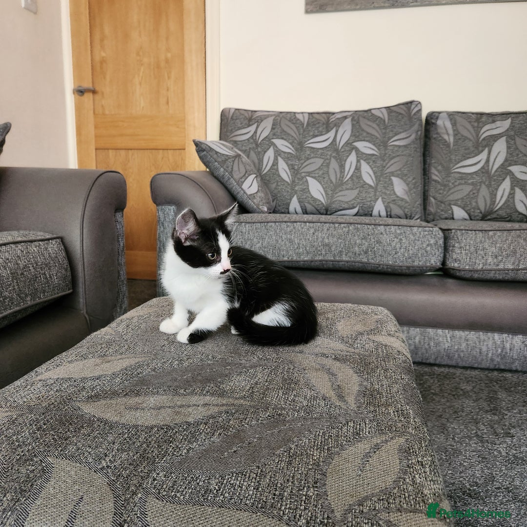Domestic Shorthair cats for sale: 5 kittens ready for a new home  - Image 14