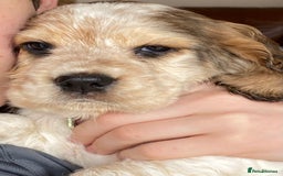 Cocker Spaniel dogs for sale: SHOW cocker spaniel puppies  - Image 20