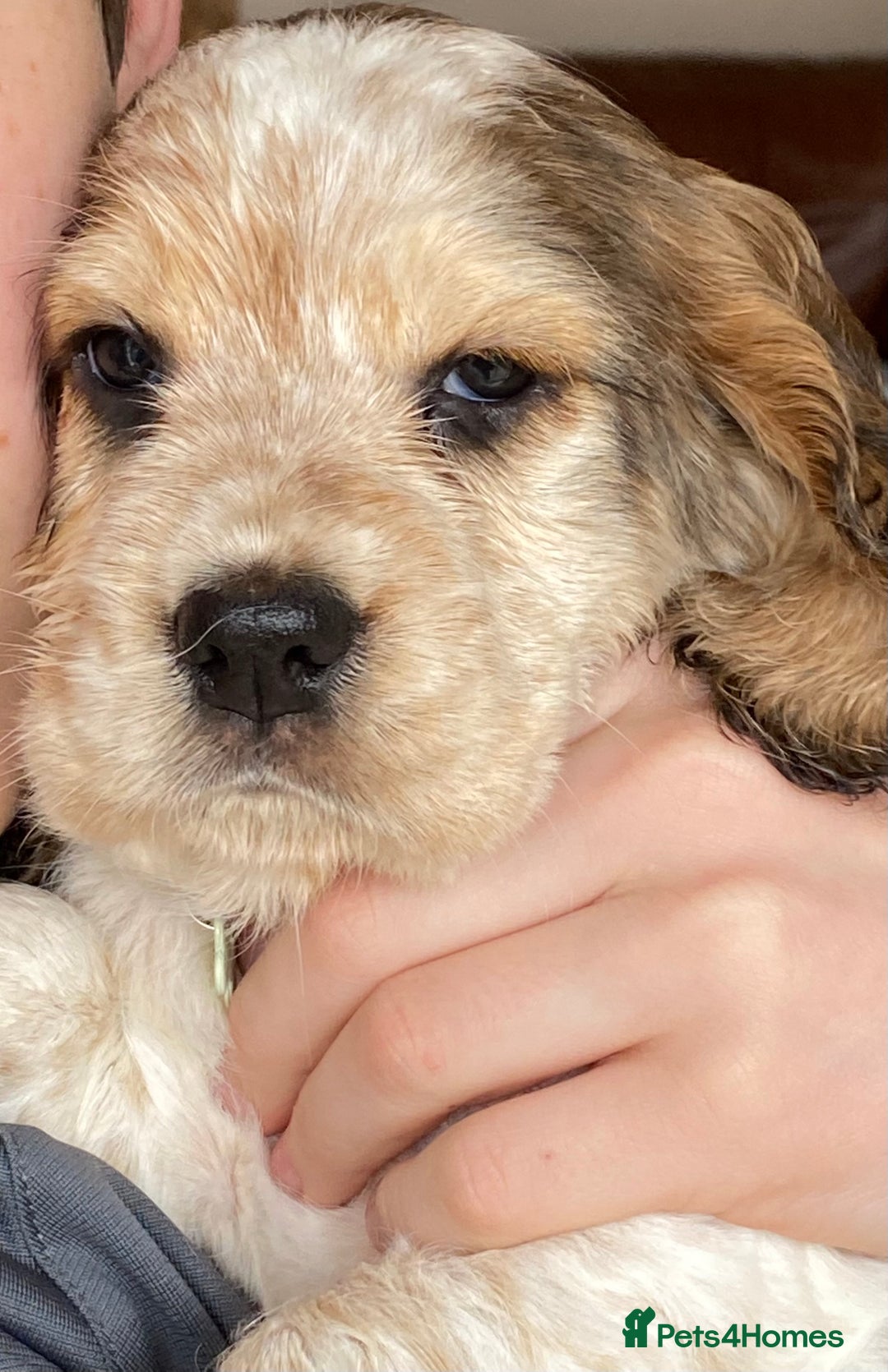 Cocker Spaniel dogs for sale: SHOW cocker spaniel puppies  - Image 20