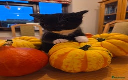 Persian cats for sale: Persian Cross tabby kittens for sale - Image 5