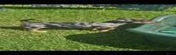 Jack Russell dogs for sale: JACK RUSSELL PUPPIES - Advert 7