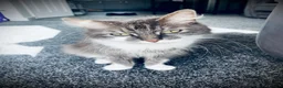 British Longhair cats for sale: 5 fluffy kittens - Advert 1