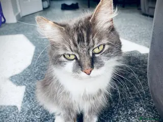 British Longhair cats 5 fluffy kittens - Advert 7