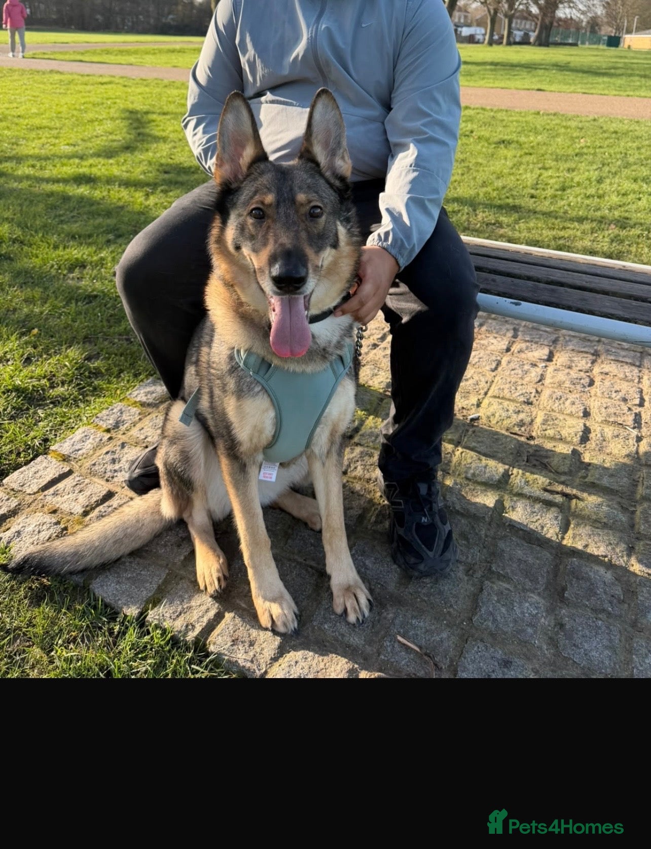 Shepsky dogs Adorable Shepsky Puppies Looking for Forever Homes - Advert 1