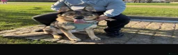 Shepsky dogs for sale: Adorable Shepsky Puppies Looking for Forever Homes - Advert 1