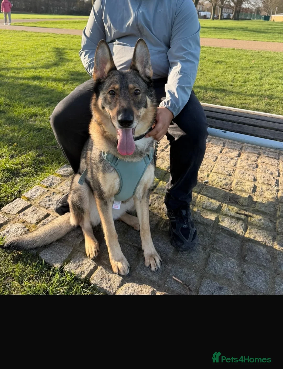 Shepsky dogs for sale: Adorable Shepsky Puppies Looking for Forever Homes - Advert 1