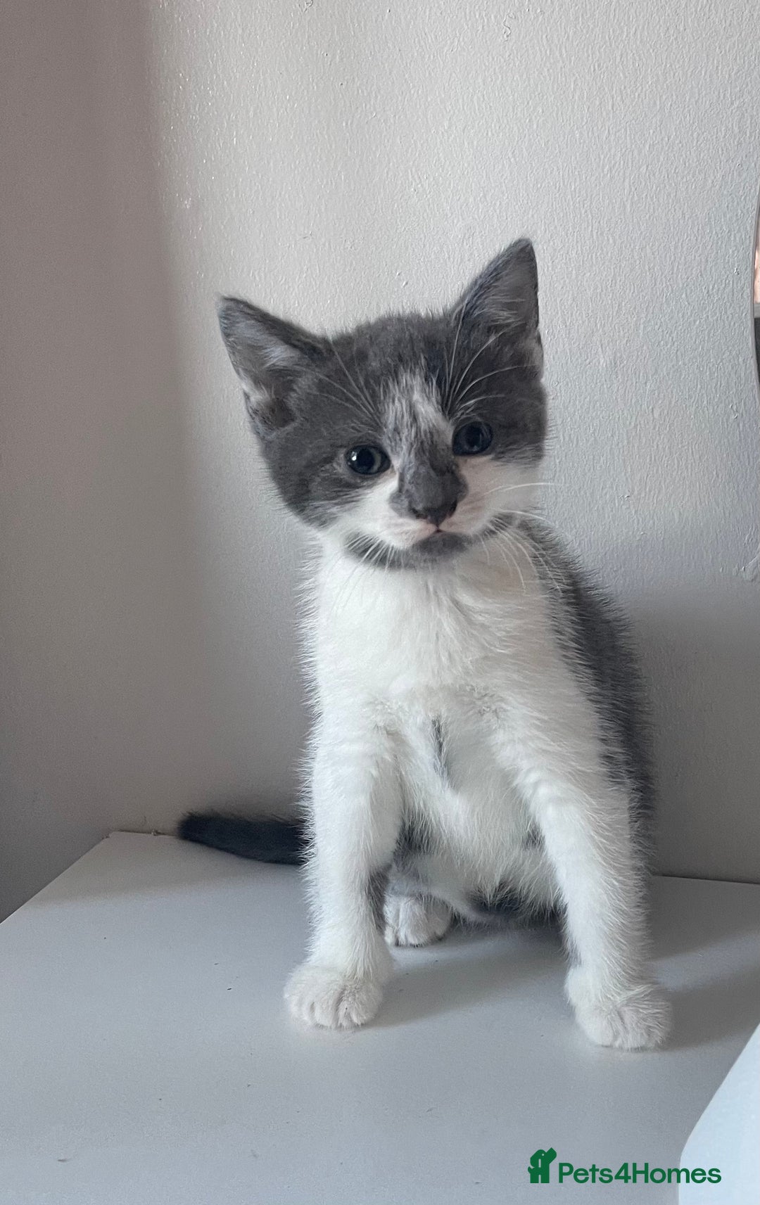 Mixed Breed cats for sale: Fluffy grey kittens 🐾 3 males available  - Advert 7