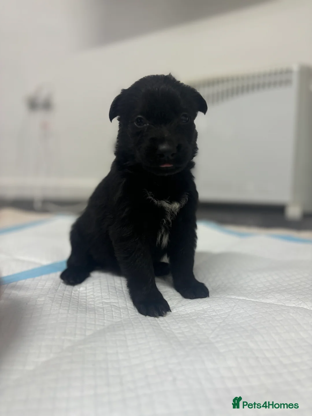 German Shepherd dogs for sale: Beautiful German Shepherd Puppies  in Halifax - Advert 2