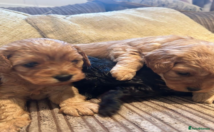 Cavapoo dogs - Advert 8