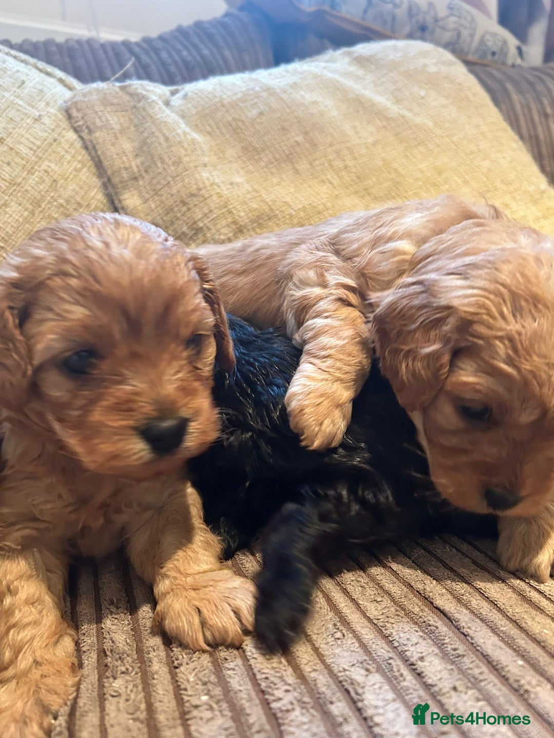 Cavapoo dogs for sale: Beautiful fully DNA tested Cavapoo's  - Image 1