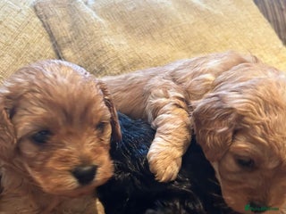 Cavapoo dogs - Advert 4