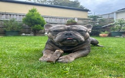 French Bulldog dogs for sale: BonBon & Hugo - Image 6