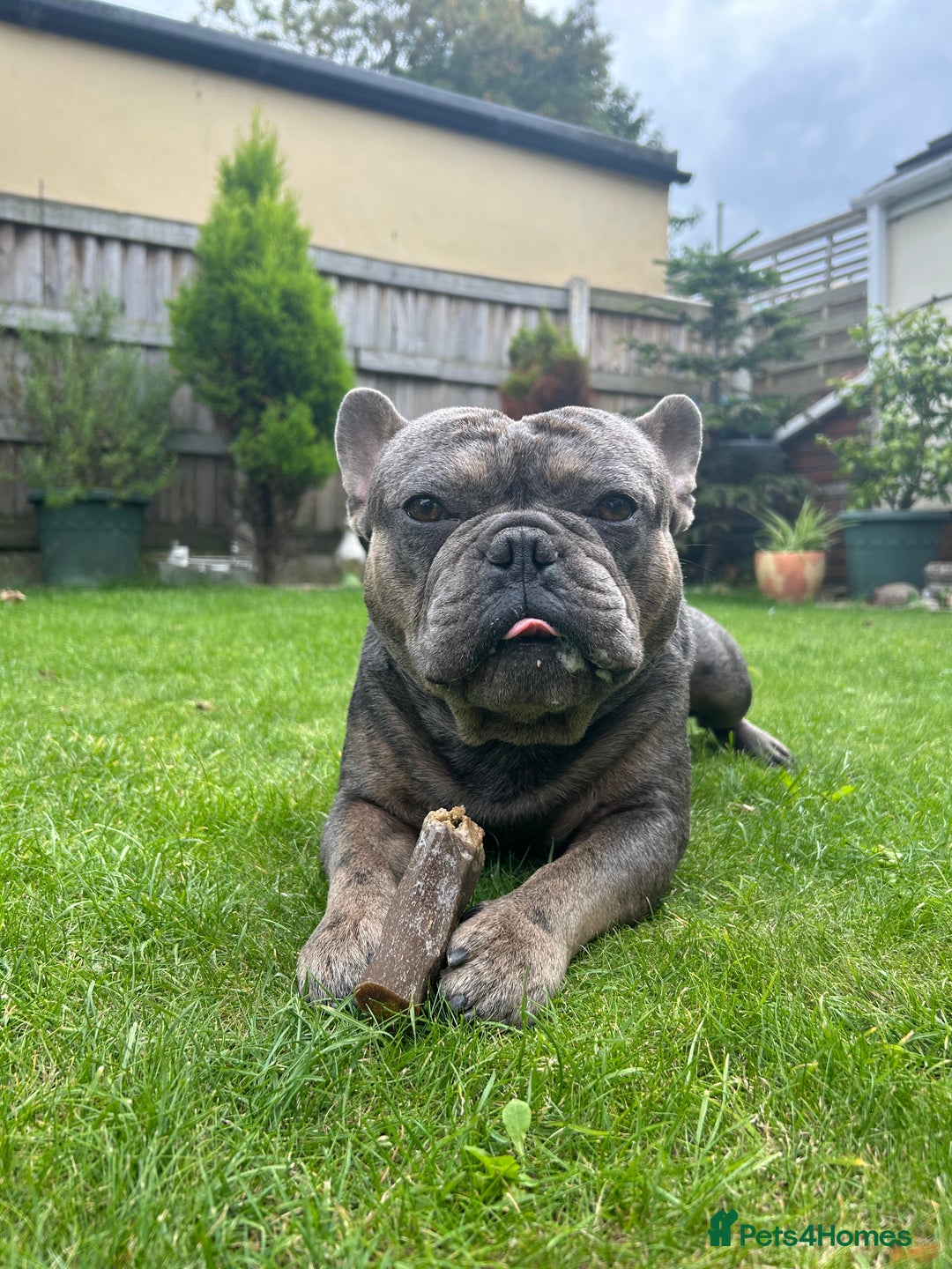 French Bulldog dogs for sale: BonBon & Hugo - Image 6
