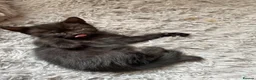 Domestic Shorthair cats for sale: 4 black male kittens - Advert 12