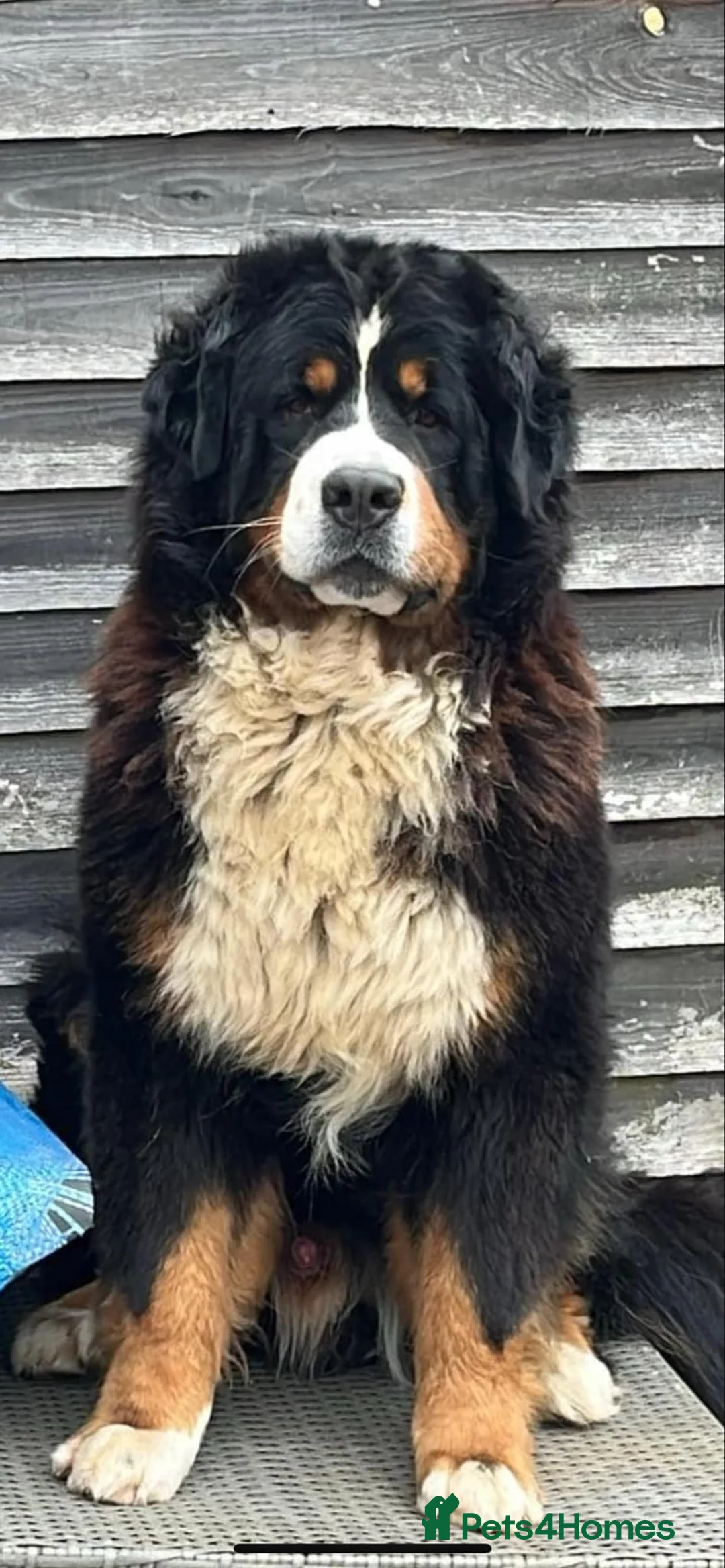 Bernese Mountain Dog dogs for stud: Stunning Bernese Mountain Boy for Stud in Peterborough - Advert 2