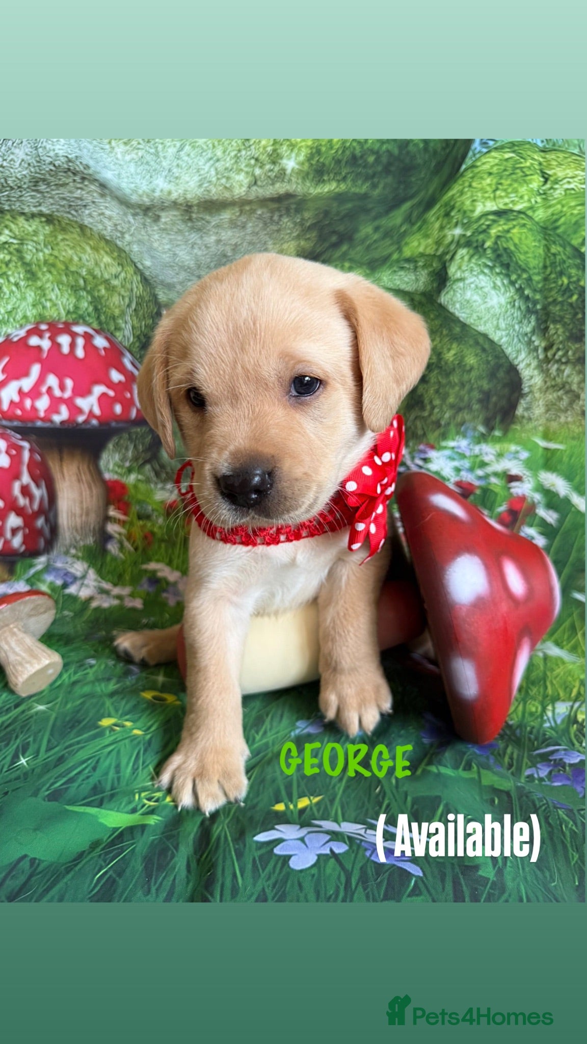 Labrador Retriever dogs KC puppy George with a 5 Star County Breeder  - Advert 2