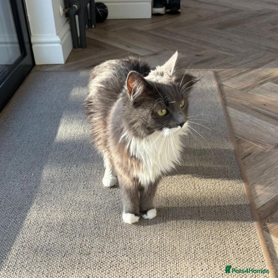 RagaMuffin cats for sale: RagaMuffin Cat For Sale - Advert 2