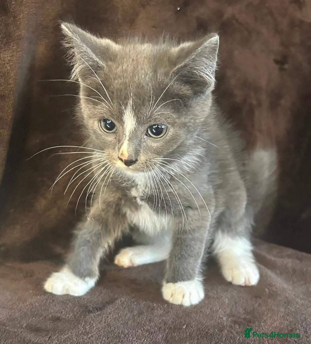 Ragdoll cats for sale: Beautiful Ragdoll cross kittens  - Image 5