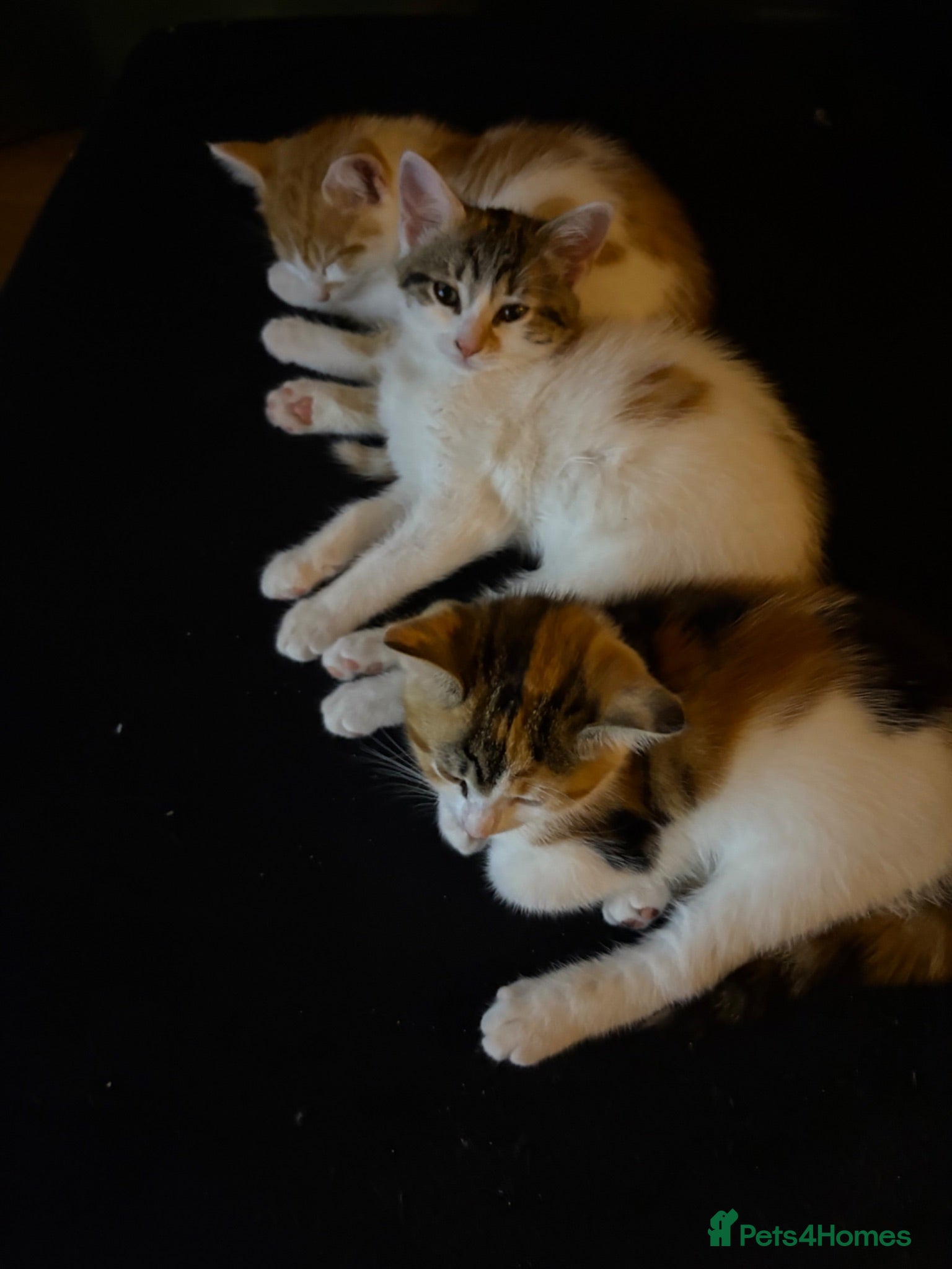 Mixed Breed cats 3 girls looking for forever homes  - Advert 4