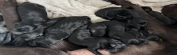 Labrador Retriever dogs for sale: Labrador Full Pedigree-Black - Advert 5