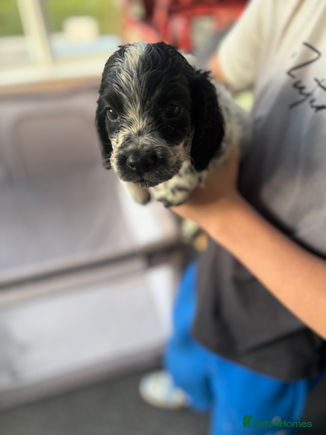 Cocker Spaniel dogs for sale: Show cocker spaniel puppies - Image 10