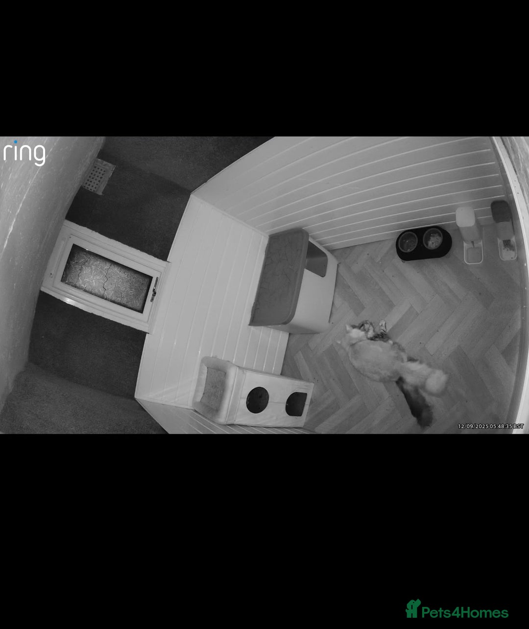 Maine Coon cats for stud: Proven Red tabby Maine coon stud - Advert 12