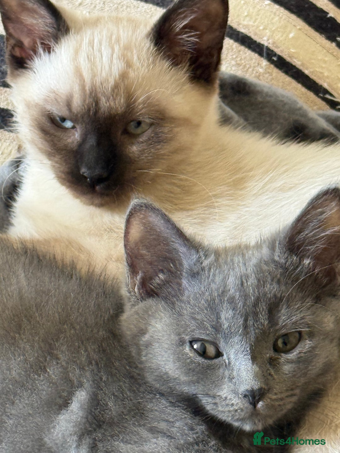 Mixed Breed cats for sale: Delightful Rag-doll Mixed Breed Kittens READY NOW! - Image 5