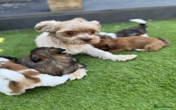 Mi-Ki dogs for sale: Mi ki toy puppies - Image 4