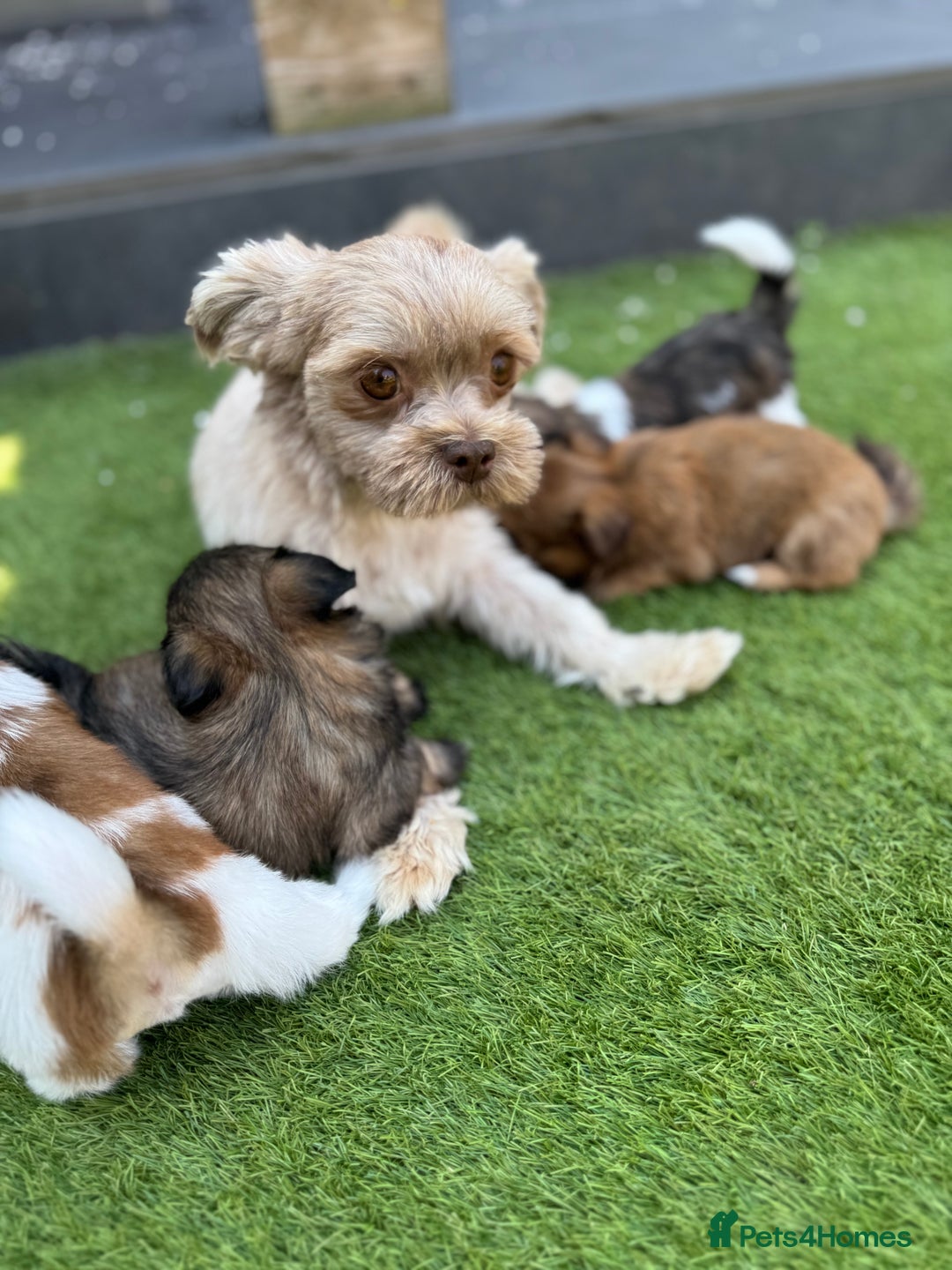 Mi-Ki dogs for sale: Mi ki toy puppies - Image 4