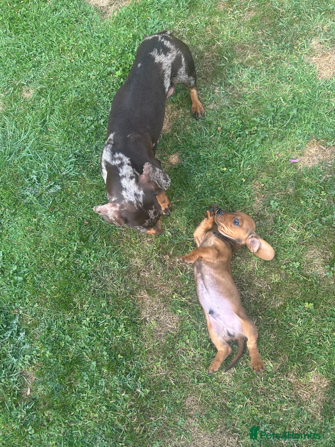 Miniature Dachshund dogs for sale: Male miniature dachshund pup needs a loving home🩵 - Image 9