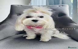Maltipoo dogs for sale: 👑ULTRA RARE F1 ASIAN TINY MALTIPOO PUPPIES👑 - Image 8