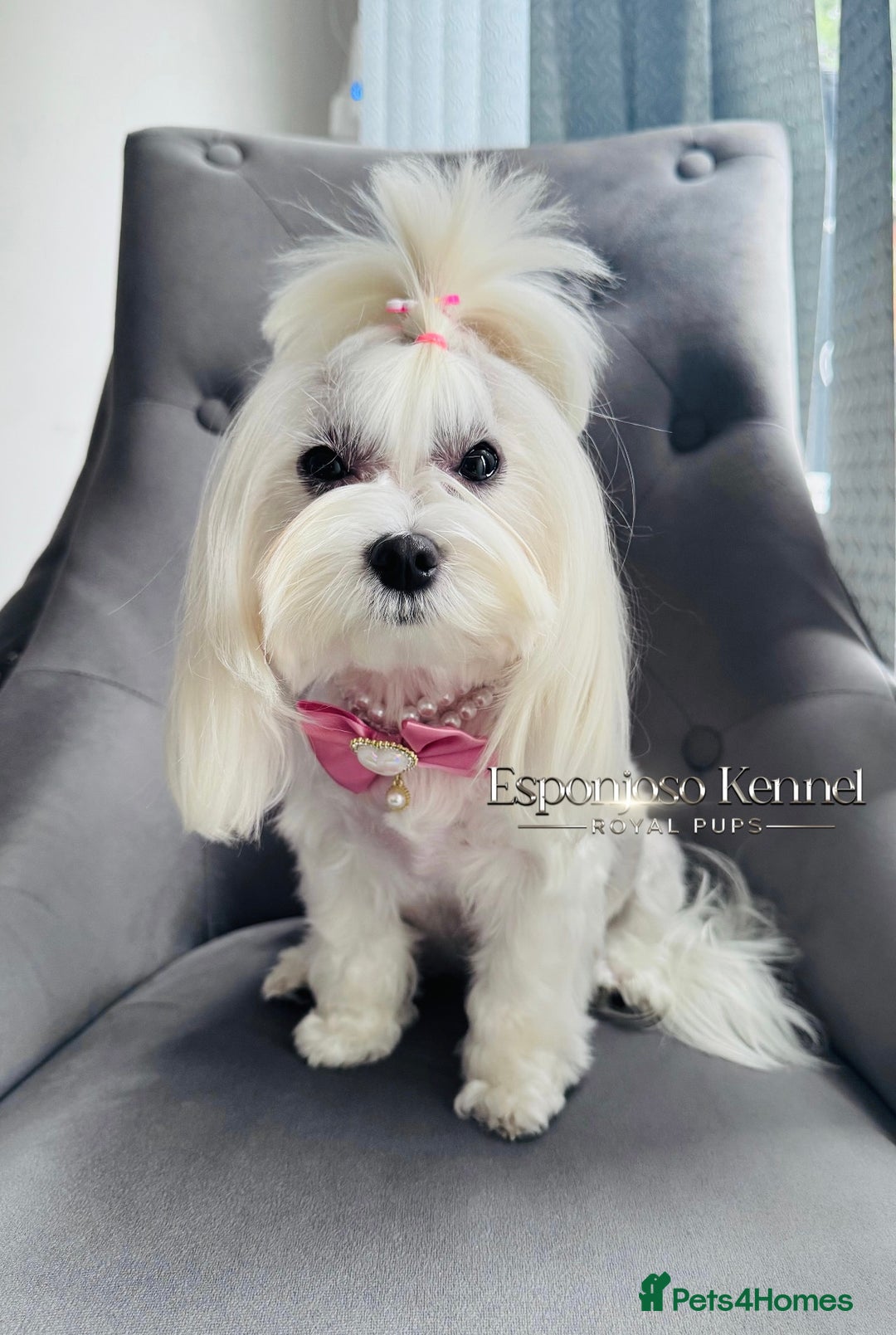 Maltipoo dogs for sale: 👑ULTRA RARE F1 ASIAN TINY MALTIPOO PUPPIES👑 - Image 8