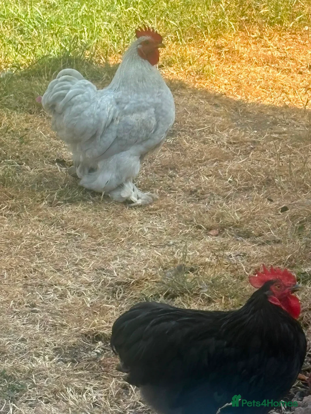 Mixed Breed birds for sale: Pekin bantams. One black one lavender in Buckingham - Advert 3