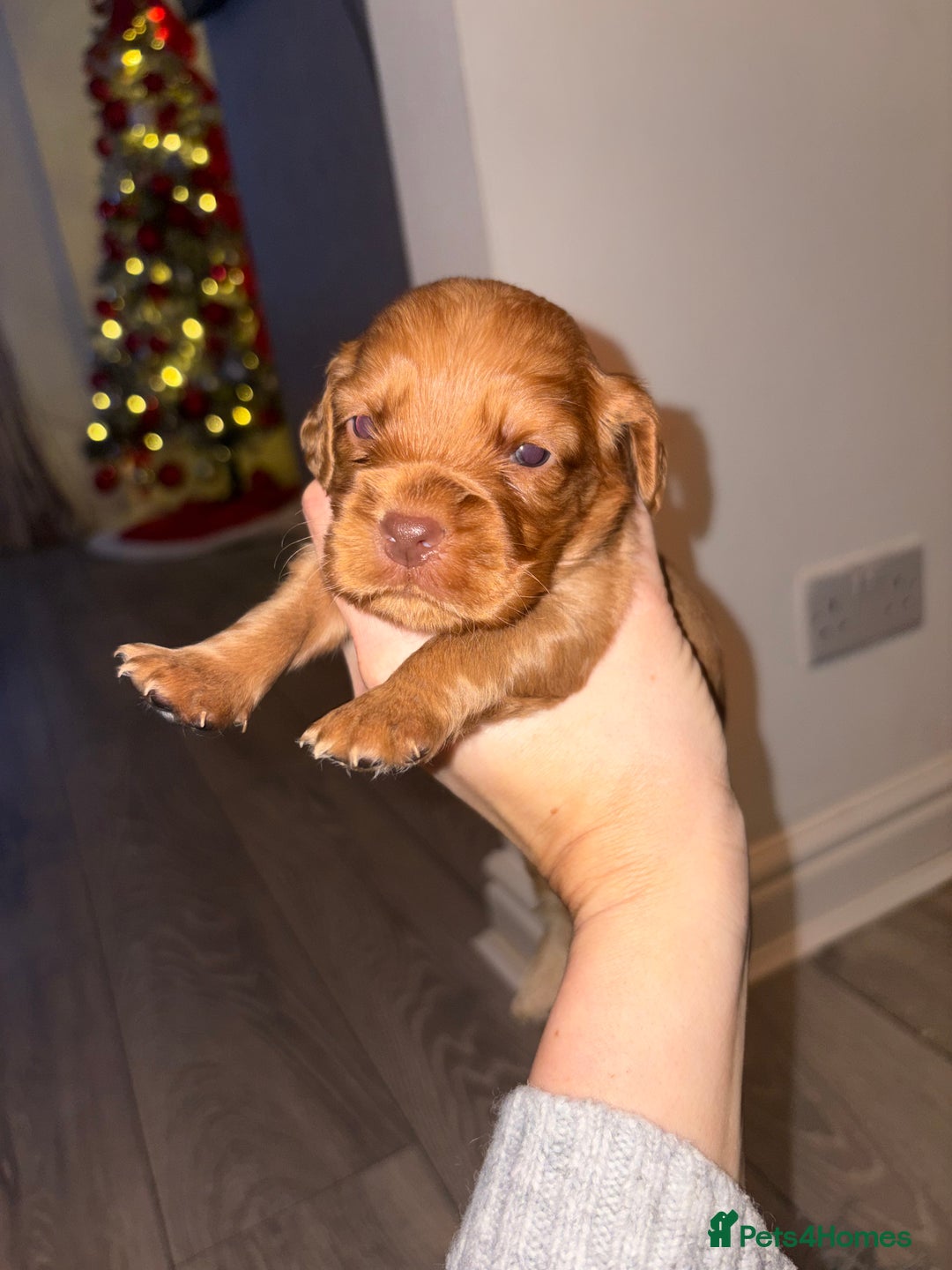 Cocker Spaniel dogs for sale: Cocker spaniel puppies  - Advert 14