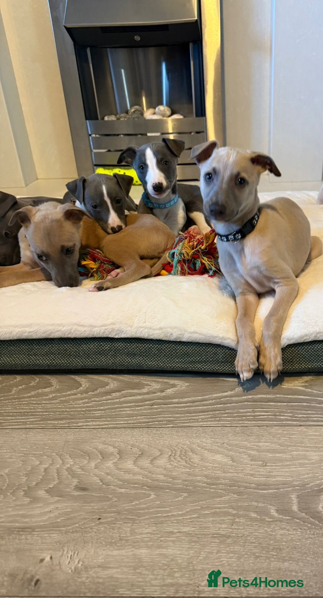 Whippet dogs for sale: 8 Week Old Whippet Puppies  - Advert 5