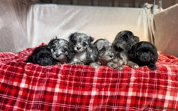 Cavapoo dogs for sale: STUNNING CAVAPOO PUPPIES READY NOW - Image 2