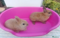 Netherland Dwarf rabbits for sale: Netherland Dwarfs: Male & Female, rare colours - Image 4