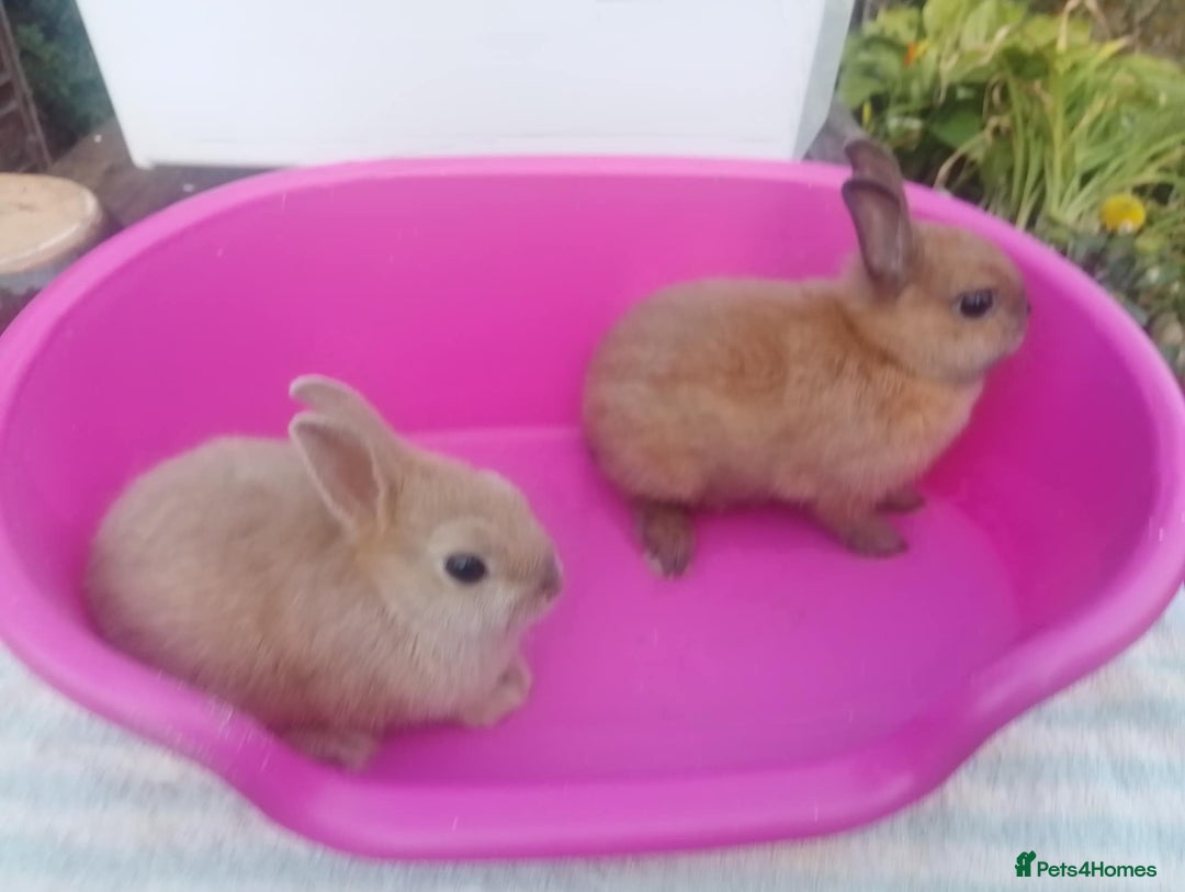 Netherland Dwarf rabbits for sale: Netherland Dwarfs: Male & Female, rare colours - Image 4