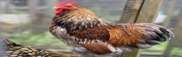 Chickens poultry for sale: Blue Gold Laced Pekin Cockerel - Advert 2