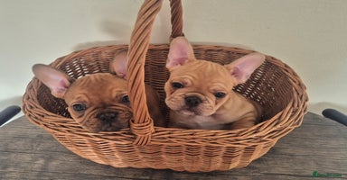 French Bulldog dogs - Advert 1
