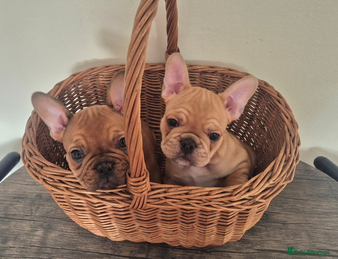 Old French Bulldog Puppies for sale Pets4Homes