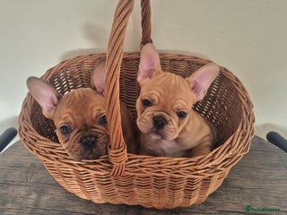 French Bulldog dogs - Advert 6