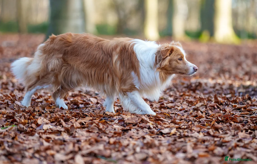 Border Collie dogs for stud: KC REG FULLY HEALTH TESTED EE RED/GOLD STUD  in Doncaster - Advert 13