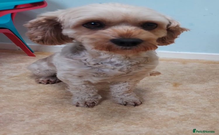 Cavapoo dogs 3 years old cavapoo female  - Advert 15